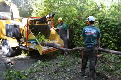 tree services San Buenaventura